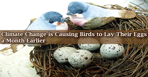 Climate Change is Causing Birds to Lay Their Eggs a Month Earlier