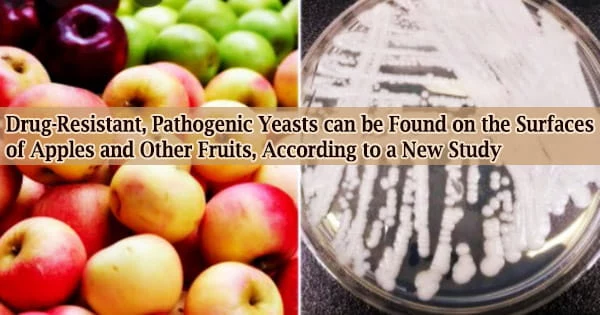 Drug-Resistant, Pathogenic Yeasts can be Found on the Surfaces of Apples and Other Fruits, According to a New Study