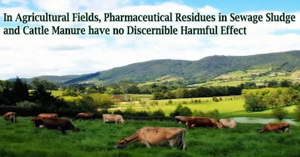 In Agricultural Fields, Pharmaceutical Residues in Sewage Sludge and Cattle Manure have no Discernible Harmful Effect