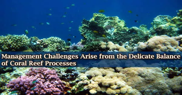 Management Challenges Arise from the Delicate Balance of Coral Reef Processes