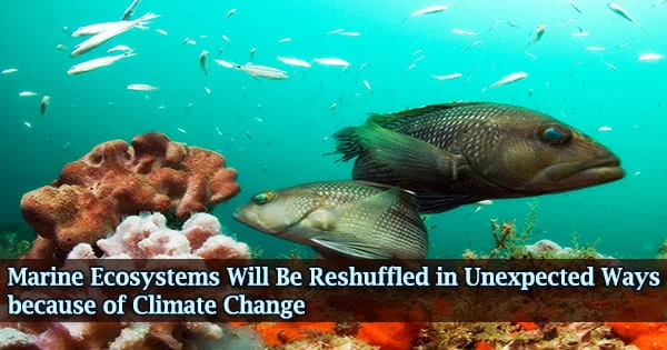 Marine Ecosystems Will Be Reshuffled in Unexpected Ways because of Climate Change