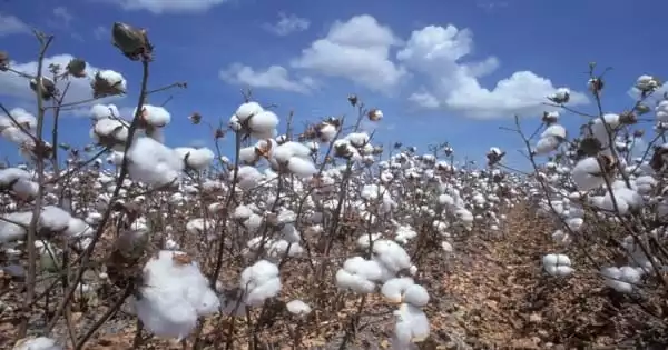 Modified Genes can Alter the Interactions of Wild Cotton with Insects