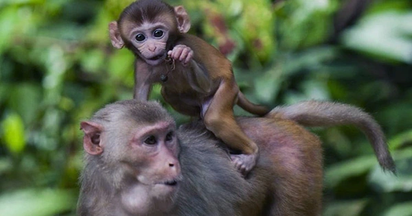 Monkeys Can Sense Their Own Heartbeats, an Ability Tied To Mental Health, Consciousness, and Memory in Humans