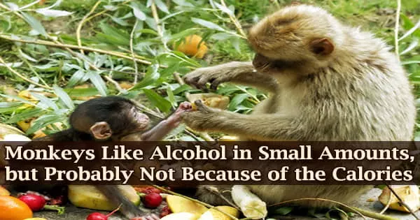 Monkeys Like Alcohol in Small Amounts, but Probably Not Because of the Calories