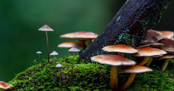 New Magic Mushroom Species Discovered In Australian Wilderness
