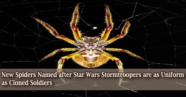 New Spiders Named after Star Wars Stormtroopers are as Uniform as Cloned Soldiers
