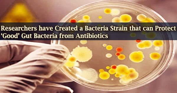 Researchers have Created a Bacteria Strain that can Protect ‘Good’ Gut Bacteria from Antibiotics
