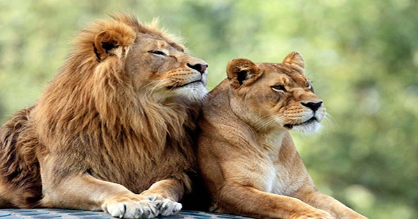 Scientists Squirted Love Hormone Oxytocin up Lions ‘Noses to See If It Made Them Friendlier