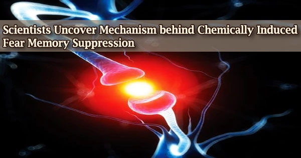 Scientists Uncover Mechanism behind Chemically Induced Fear Memory Suppression
