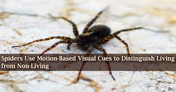 Spiders Use Motion-Based Visual Cues to Distinguish Living from Non-Living