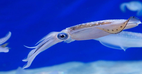 Squid Filmed Changing Color to Blend into Surroundings for the First Time