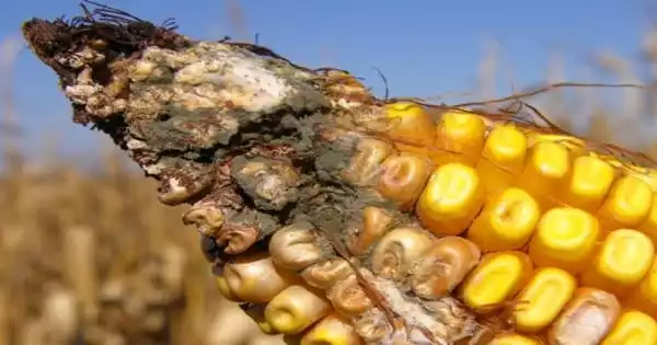 Toxin-free Corn Cultivation