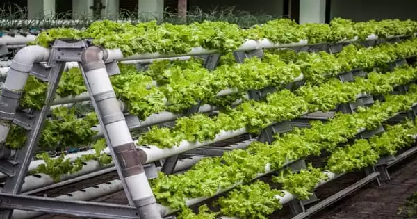 Vertical Agriculture