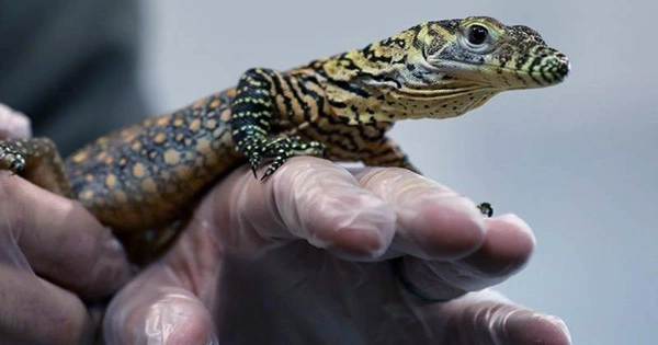 Watch the First Komodo Dragons to Hatch in Australia in This Adorable Video