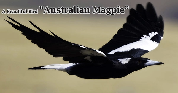 A Beautiful Bird “Australian Magpie”