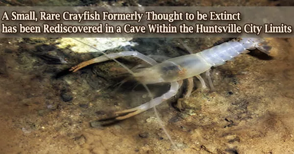 A Small, Rare Crayfish Formerly Thought to be Extinct has been Rediscovered in a Cave Within the Huntsville City Limits