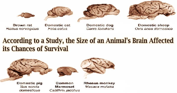 According to a Study, the Size of an Animal’s Brain Affected its Chances of Survival