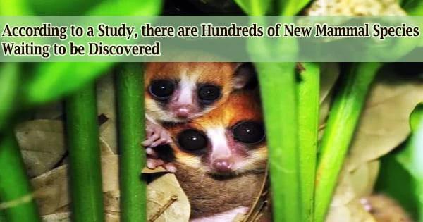 According to a Study, there are Hundreds of New Mammal Species Waiting to be Discovered
