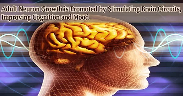 Adult Neuron Growth is Promoted by Stimulating Brain Circuits, Improving Cognition and Mood