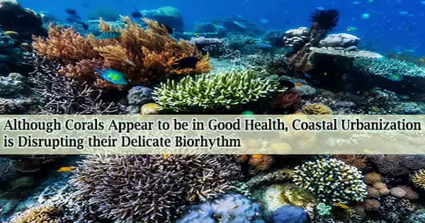 Although Corals Appear to be in Good Health, Coastal Urbanization is Disrupting their Delicate Biorhythm
