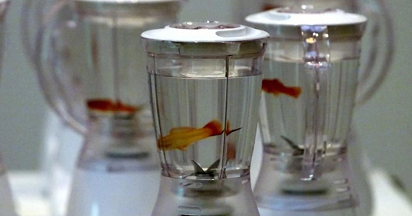 An Artist Placed Goldfish in Blenders and Asked Visitors to Turn Them On – They Did