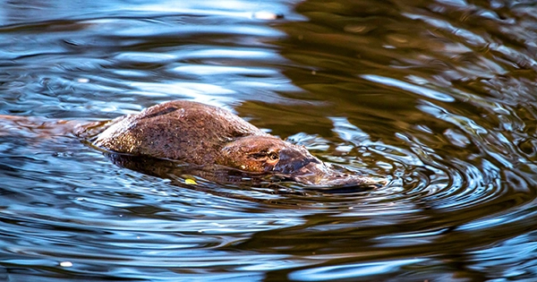 Australian Platypus and Echidna Actually Come from the Antarctic Circle, Scientists Discover