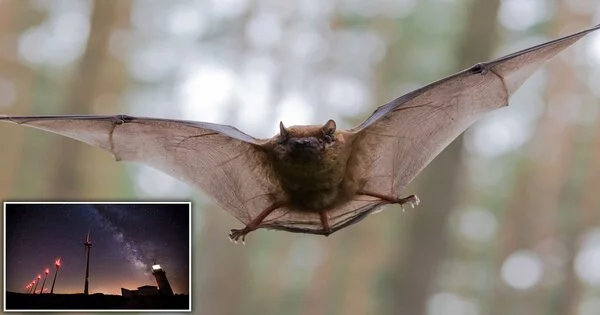 Bats Killed by Wind Turbines Disrupt Natural Food Chains