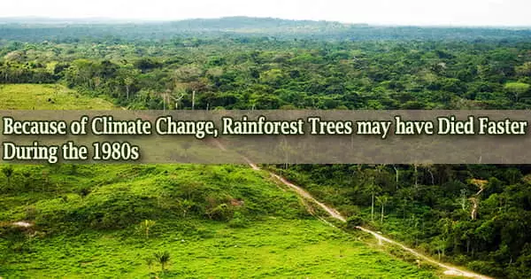 Because of Climate Change, Rainforest Trees may have Died Faster During the 1980s