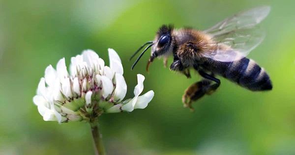 Bees Can Distinguish Odd and Even Numbers, a First outside Humans
