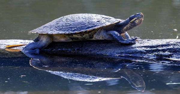 Bum-Breathing Turtle Feared Extinct In Parts of Australia but DNA Confirms Alive and Well