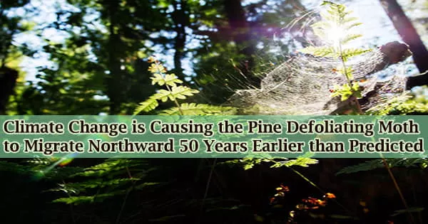 Climate Change is Causing the Pine Defoliating Moth to Migrate Northward 50 Years Earlier than Predicted