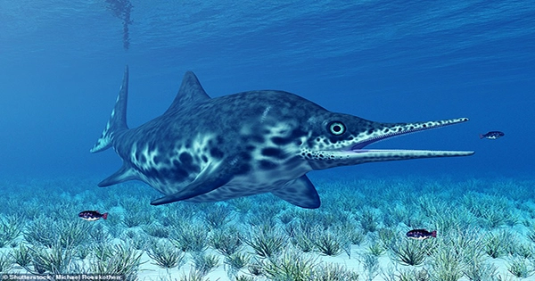 Complete Pregnant Ichthyosaur among Incredibly Well-Preserved Fossils Revealed By Retreating Glacier