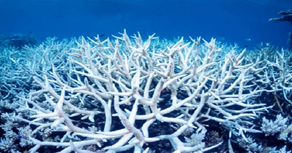 Coral Bleaching Currently Affecting 91 Percent of the Great Barrier Reef