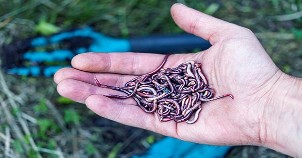 Crazy Worms That Can Jump a Foot in the Air Are Invading California