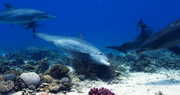 Watch Dolphins Take Turns Self-Medicating With Coral from Nature’s Drugstore