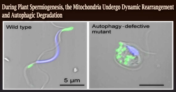 During Plant Spermiogenesis, the Mitochondria Undergo Dynamic Rearrangement and Autophagic Degradation