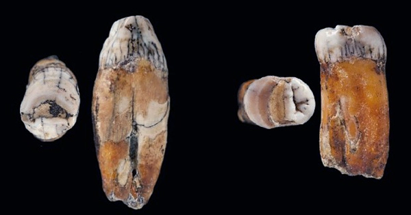 Fossil Tooth of Young Female Is First Evidence of Mysterious Denisovans in Southeast Asia