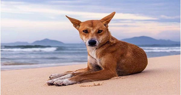 From Wolf to Chihuahua New Research Reveals Where the Dingo Sits On the Evolutionary Timeline of Dogs