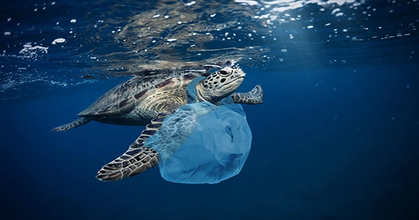 Host of Wildlife Found Living It Up in the Great Pacific Garbage Patch