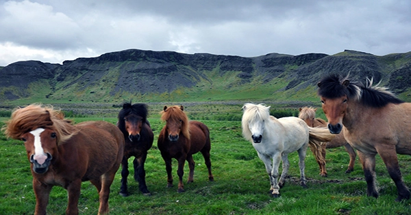 In Iceland, Horses Will Write Your “Out of Office” Emails For You