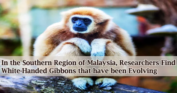 In the Southern Region of Malaysia, Researchers Find White-Handed Gibbons that have been Evolving