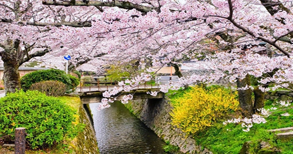 Kyoto’s Cherry Blossoms Heralding Spring Are Blooming Early Due to Climate Change