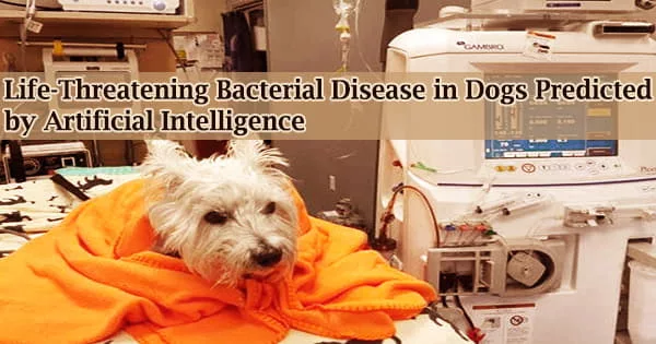 Life-Threatening Bacterial Disease in Dogs Predicted by Artificial Intelligence