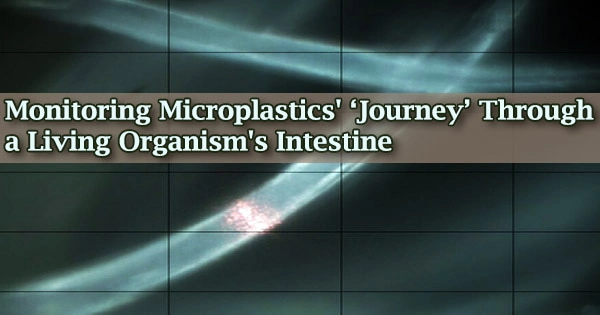 Monitoring Microplastics’ ‘Journey’ Through a Living Organism’s Intestine