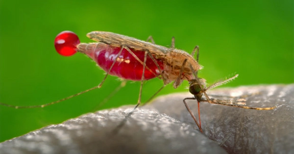 How Do Mosquitoes Locate Their Human Meals New Research Has an Answer?