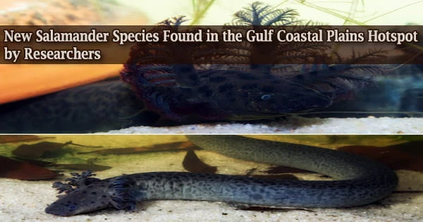 New Salamander Species Found in the Gulf Coastal Plains Hotspot by Researchers