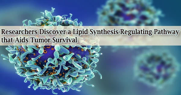 Researchers Discover a Lipid Synthesis-Regulating Pathway that Aids Tumor Survival