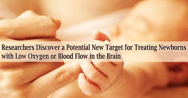 Researchers Discover a Potential New Target for Treating Newborns with Low Oxygen or Blood Flow in the Brain
