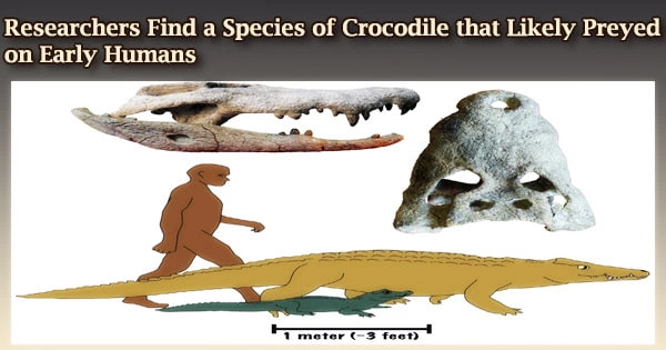 Researchers Find a Species of Crocodile that Likely Preyed on Early Humans