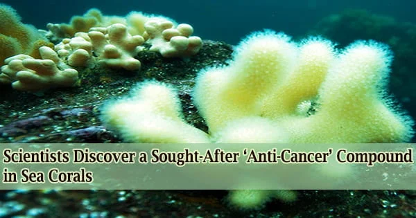 Scientists Discover a Sought-After ‘Anti-Cancer’ Compound in Sea Corals